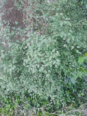 Plagianthus regius