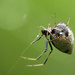 Arañas de Telaraña Irregular - Photo (c) Katja Schulz, algunos derechos reservados (CC BY)