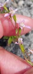 Disa obliqua