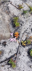 Disa obliqua