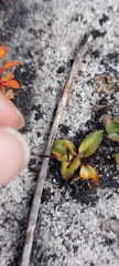 Disa obliqua