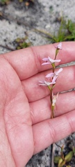 Disa obliqua