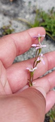 Disa obliqua