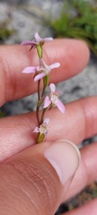 Disa obliqua