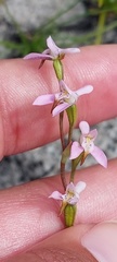 Disa obliqua