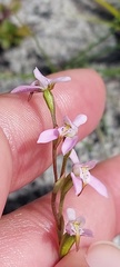 Disa obliqua