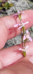 Disa obliqua