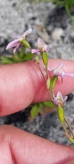 Disa obliqua