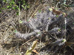 Euphorbia duranii