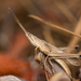 Pseudopomala brachyptera - Photo (c) Jason Headley,  זכויות יוצרים חלקיות (CC BY-NC), הועלה על ידי Jason Headley