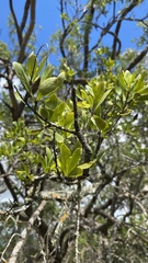 Bursaria spinosa