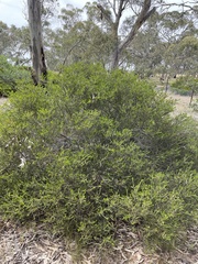 Acacia glandulicarpa
