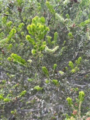 Acacia glandulicarpa