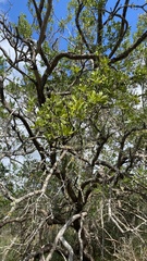 Bursaria spinosa