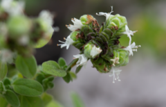 Origanum majorana
