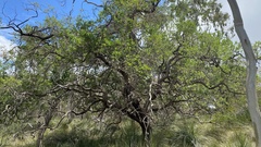 Bursaria spinosa