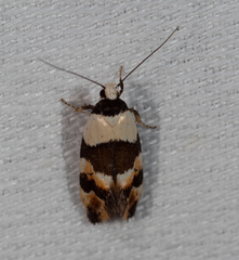 Euphiltra eroticella