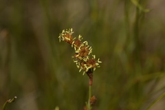 Eurychorda complanata