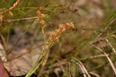 Eurychorda complanata
