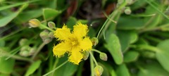 Villarsia