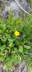 Villarsia