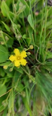Villarsia