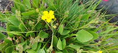 Villarsia