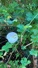 Clitoria ternatea albiflora