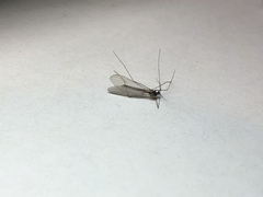Trichocera major