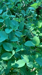 Clitoria ternatea albiflora