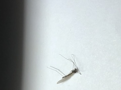 Trichocera major