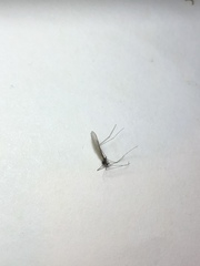 Trichocera major