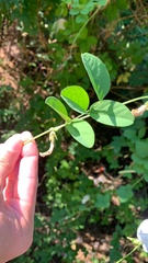 Clitoria ternatea albiflora