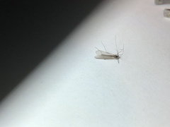 Trichocera major