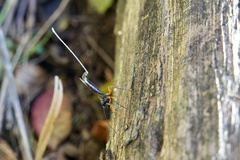 Dolichomitus imperator