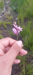 Ixia micrandra