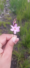 Ixia micrandra