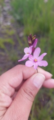 Ixia micrandra