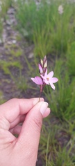 Ixia micrandra