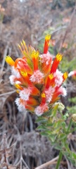 Mimetes capitulatus