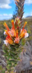 Mimetes capitulatus