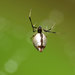 Arañas Gotas de Rocío - Photo (c) Katja Schulz, algunos derechos reservados (CC BY)