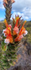 Mimetes capitulatus