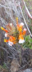 Mimetes capitulatus