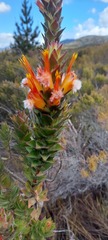 Mimetes capitulatus