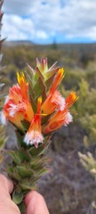 Mimetes capitulatus