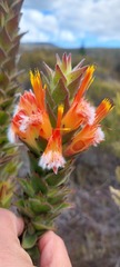 Mimetes capitulatus