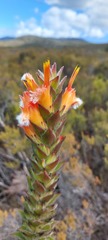 Mimetes capitulatus