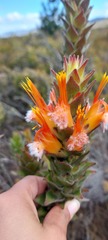 Mimetes capitulatus