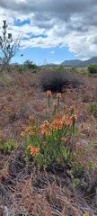 Mimetes capitulatus